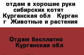 отдам в хорошие руки сибирских котят - Курганская обл., Курган г. Животные и растения » Отдам бесплатно   . Курганская обл.